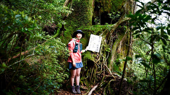 モッチョム岳ガイドツアー ～屋久島が誇る絶景へ～ - 巡り葉