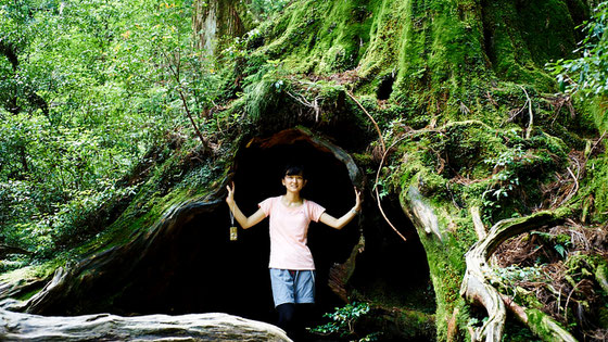 JAPANESE RED CEDAR 屋久島地杉 - CHANNEL ORIGINAL