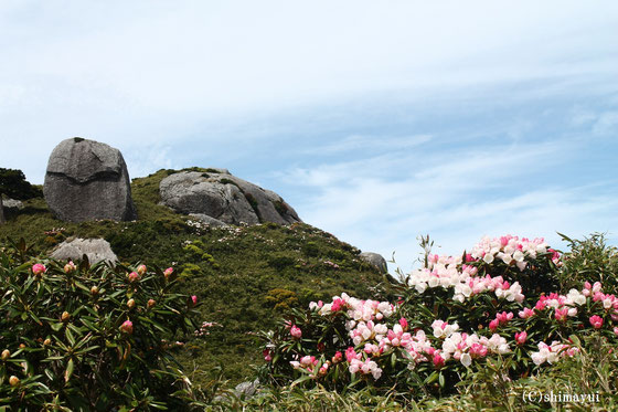 屋久島しゃくなげ登山,ツアーガイド