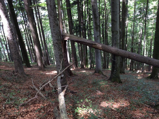 Den hier hat's erwischt
