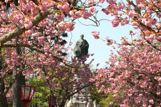 「吉崎御坊跡の八重桜」（福井県あわら市） かつて蓮如上人が庶民に浄土真宗を広める拠点とした御坊があったところです。例年の 見ごろは４月の中旬から下旬です。