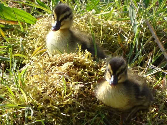 Verfremdung Ölgemälde