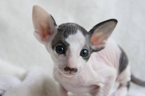 Boy | flock | black bicolor