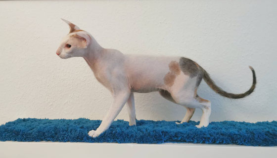 Peterbald, Nacktkatze, Peterbaldzüchter Deutschland, Sphynx, Orientalisch Kurzhaar