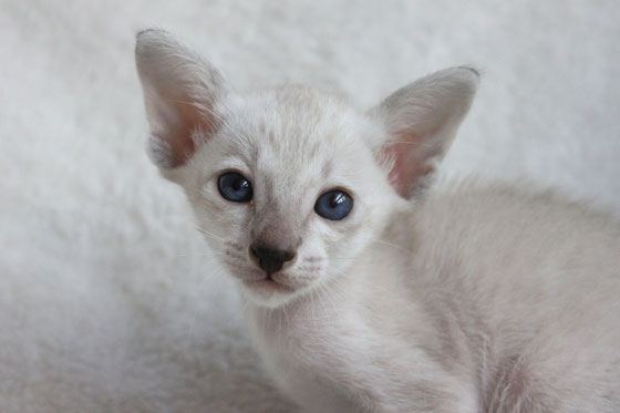 Boy | straight coat | seal-tabby-point