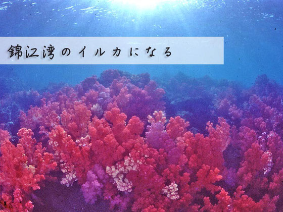錦江湾のイルカになる