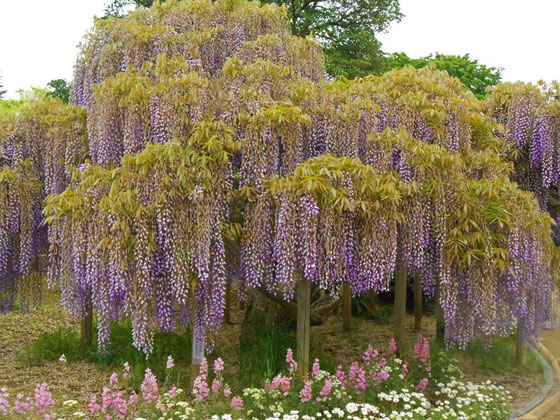 Wisteria froribunda 足利フラワーパーク　あおい夢工房　炎と楽園のアート　ちょっと一息