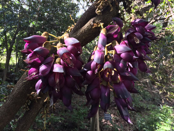 トビカズラのツルに花を発見！　ラッキーやわ♪　なんかムール貝ぽい、、、（汗）　ふさごと欲しい、、「落ちているモノは持って帰ってもいい、。」って関係者の方が言ってたからな～、、、辺りを探したけど、単体では落ちてるけどふさとなるとね、、、やっぱ無いですね～ｗ