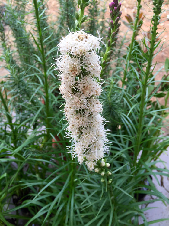 リアトリス、、なんかこの手の花に反応してしまうな～、、なんやろ？　でも一番はやっぱポピー（ケシの花はもっと好きだけど手に入らないんで、。）ってのは変わんないけど、どれも怪しさがあるからすきなんかな？　こいつは、宿根草なんで来年も楽しめます。　早く地植えしよ♪