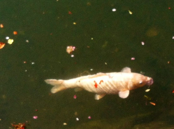 写真じゃ伝わらないけど、このコイ、まじで桜の花びら背中にくっ付けてるみたいでした♪　いつも通勤で通る江ノ口川ですが鯉が多くいます。で９９％黒の野鯉なんですけど、今日見たコイつは、散った桜の下でぱふぱふしてて超いいかんじでした♪　朝から良いもん見れた感じでなにげにいいことありそう♪♪♪
