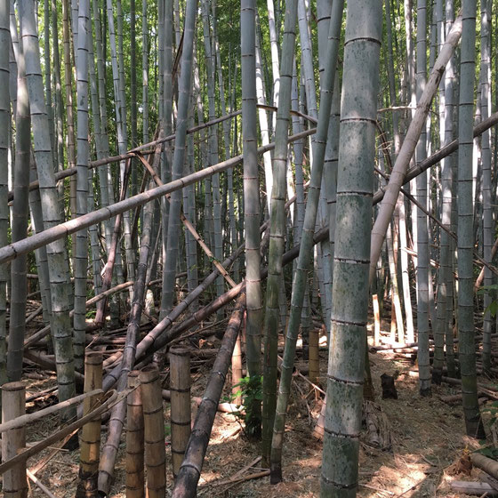 今まで登山で竹林の中を通ることってなかったけど、すげ～いい！　涼し気で癒される♪