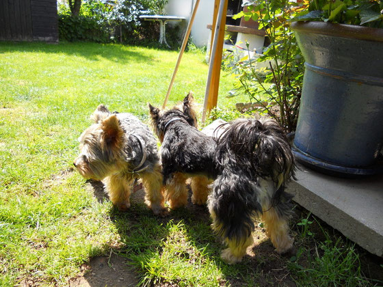 Zur Galerie unsere 3 Yorkies