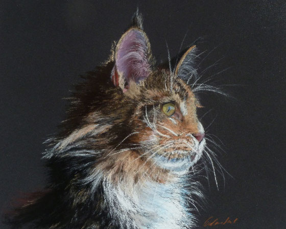 Maine Coon, Pastell