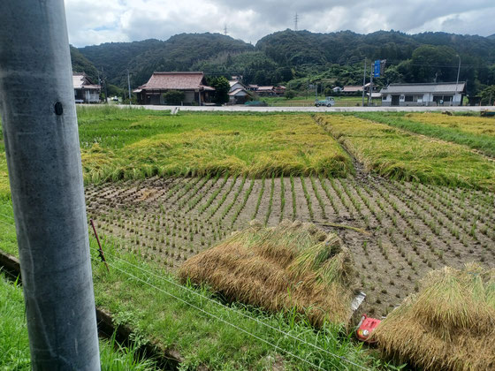 こちらの田圃の稲は６割ほど残念ながら放棄。