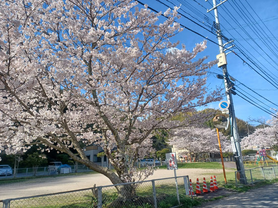 会社裏の公園は満開の桜