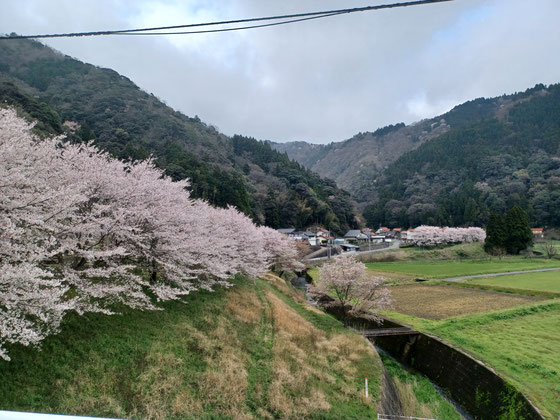 小谷川沿いの桜並木
