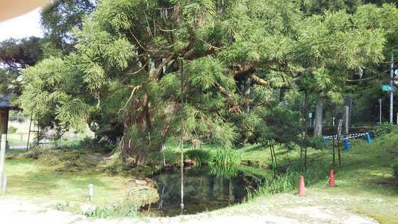 大蛇が池とほとりに立つ島根の名樹一本杉