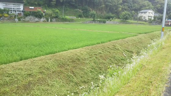 稲はすくすく育っています。あぜ道もさっぱり。