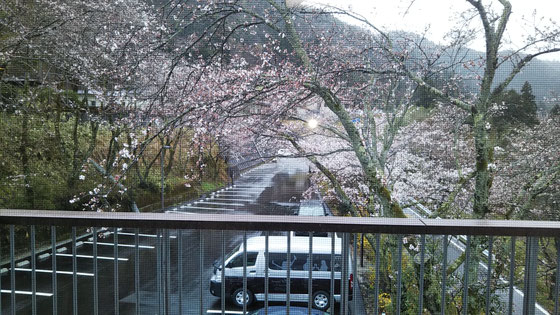 部屋の横には、三分咲きの桜並木・