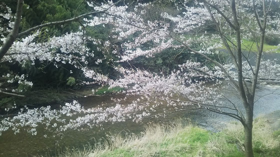 五分咲きの桜が清流の川面に良く映えています。