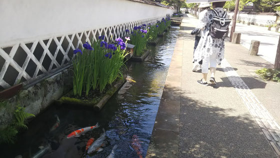 道沿いの小川で泳ぐ鯉に花菖蒲は津和野の代名詞です