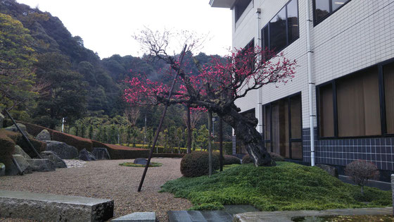 今井産業本社の庭の紅梅が咲き始めました。