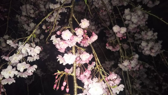 暗闇に光る枝垂桜
