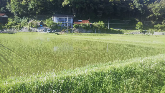 稲が順調に育っていますが、それ以上に元気なのが雑草です。