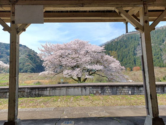廃線の三江線川戸駅から満開の桜を望む