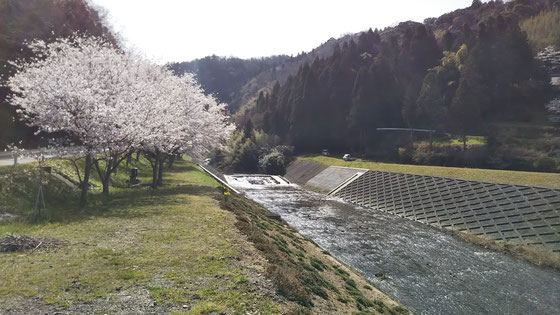 桜満開の下府川から用水を取って居ます
