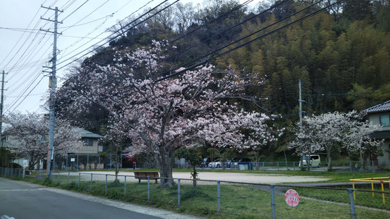 会社の裏の公園の桜満開です。