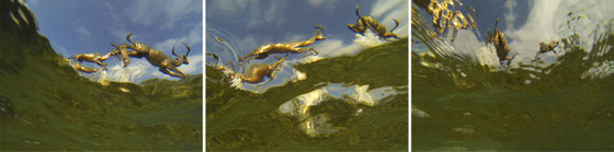 The gold Rush #01, photographie, 2018