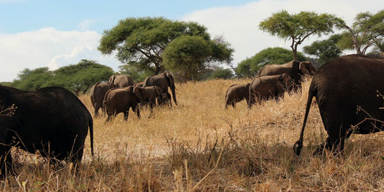 Le parc du Tarangire : parc des éléphants et des baobabs