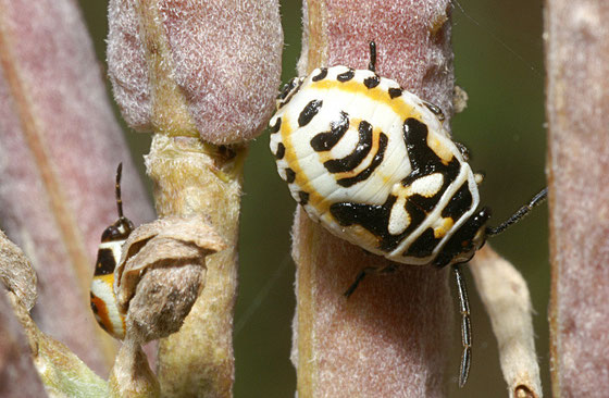 E. ornatum ninfa