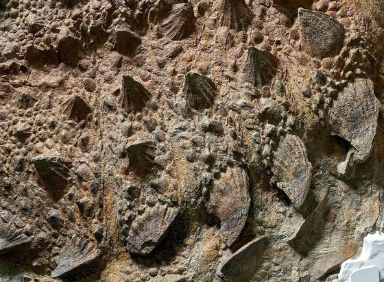 ズール・クルリヴァスタトルの背中部分（実物化石） ©Royal Ontario Museum photographed by Paul Eekhoff