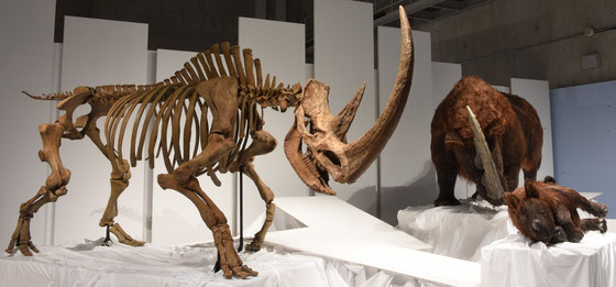 ＜チベットケサイ全身骨格復元標本（左）と生体復元モデル＞国立科学博物館蔵