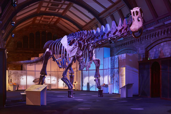 © Trustees of the Natural History Museum, London ※写真はロンドンでの展示の様子です。