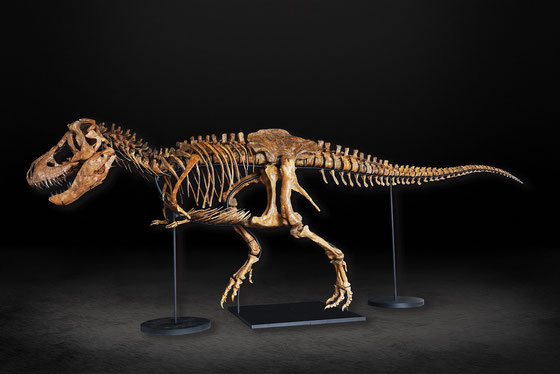 ティラノサウルス「タイソン」の全身骨格 © Tyson T.rex, 2023