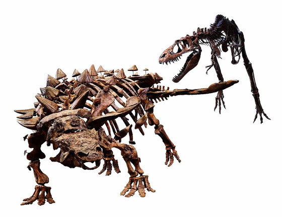 ズール(左)とゴルゴサウルスの対峙シーン ©Royal Ontario Museum photographed by Paul Eekhoff