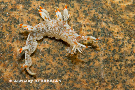 Bornella stellifer - 2