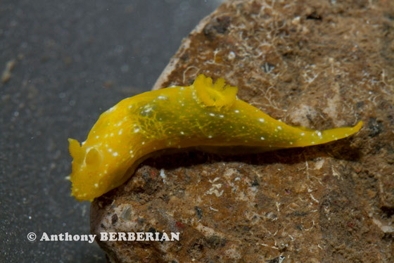 Gymnodoris sp. 5