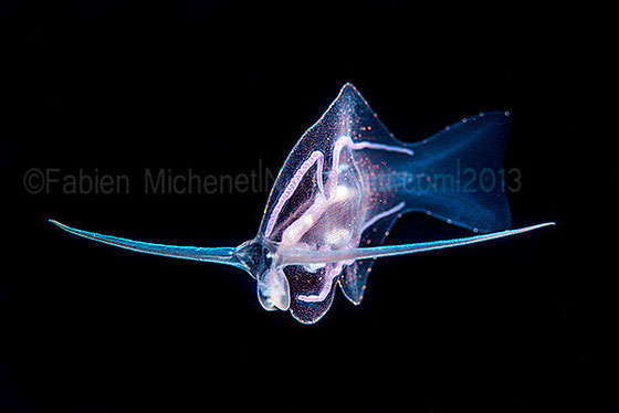 Phylliroe bucephalum
