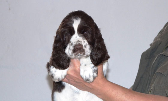 Head study of Heather at the age of 7 weeks, Photo: Ulf F. Baumann