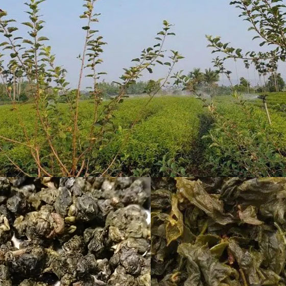 Jin Xuan oolong, Nantou Taïwan - Kancha