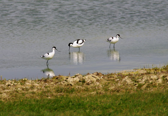 L'avocette élégante (cliquer sur l'image pour accéder à sa fiche descriptive)