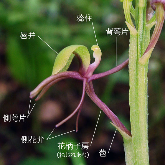 シテンクモキリの花の構造 - 側面（背萼片、側花弁、側萼片、唇弁、蕊柱、花柄子房）