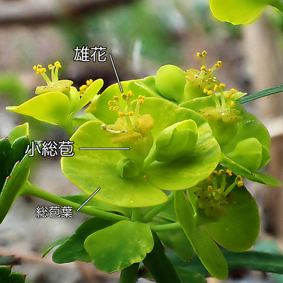 ハギクソウの花の構造−4（雄花、小総苞、総苞葉）