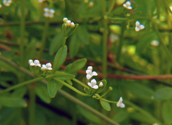 　ホソバノヨツバムグラ　　アカネ科 ヤエムグラ属　Galium trifidum var. brevipedunculatum