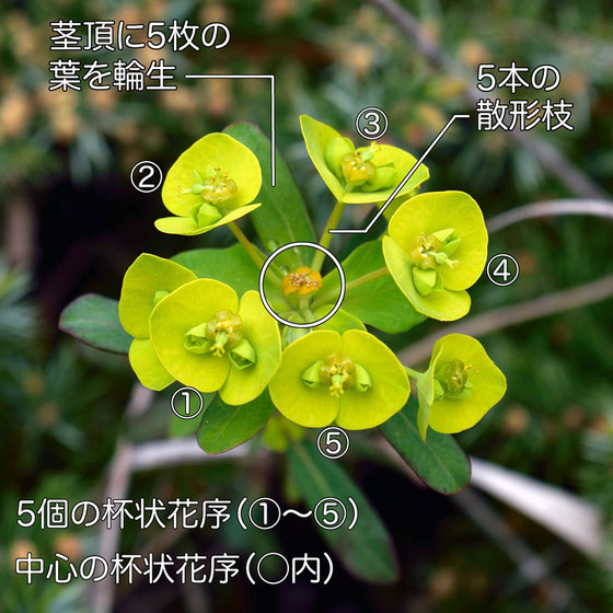 ハギクソウの花の構造−1（杯状花序、散形枝）