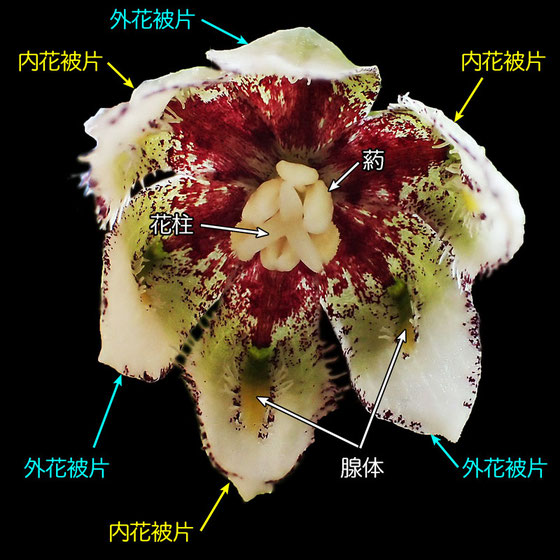 ＃１１　コシノコバイモの花のつくり（外花被片、内花被片、腺体、花柱、葯）